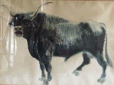 Bull